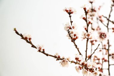 Açık arkaplanda çiçek açan güzel dallar