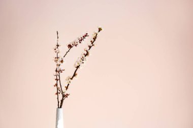 Işık arka planında çiçek açan güzel dalları olan vazo.