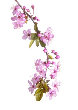 Beyaz arkaplanda çiçek açan güzel bir dal