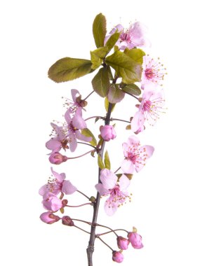 Beyaz arkaplanda çiçek açan güzel bir dal