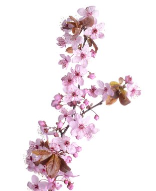 Beyaz arkaplanda çiçek açan güzel bir dal