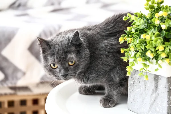 Şirin komik kedi evde — Stok fotoğraf