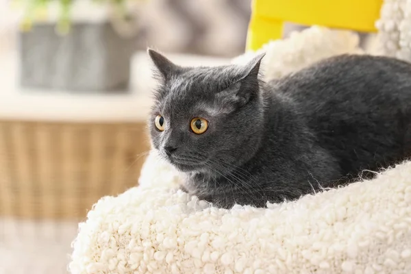 Evde yumuşak ekose sevimli komik kedi — Stok fotoğraf