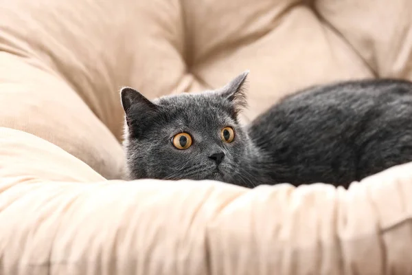 自宅で柔らかいアームチェアでかわいい面白い猫 — ストック写真