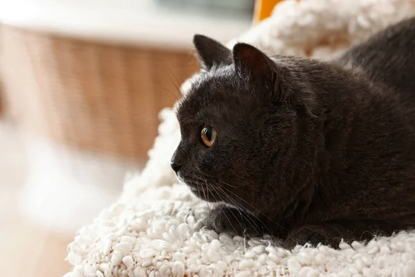 Cute funny cat on soft plaid at home — Stock Photo, Image