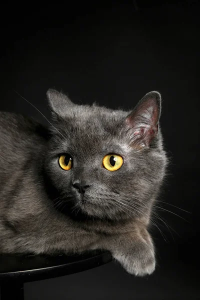 Cute funny cat on dark background — Stock Photo, Image