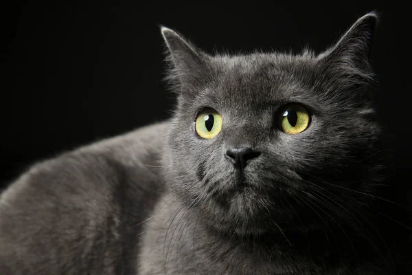 Gato engraçado bonito no fundo escuro — Fotografia de Stock