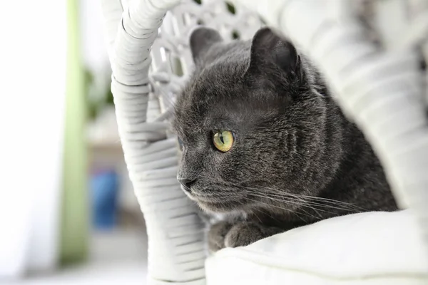 Cute funny cat in wicker armchair at home — Stock Photo, Image