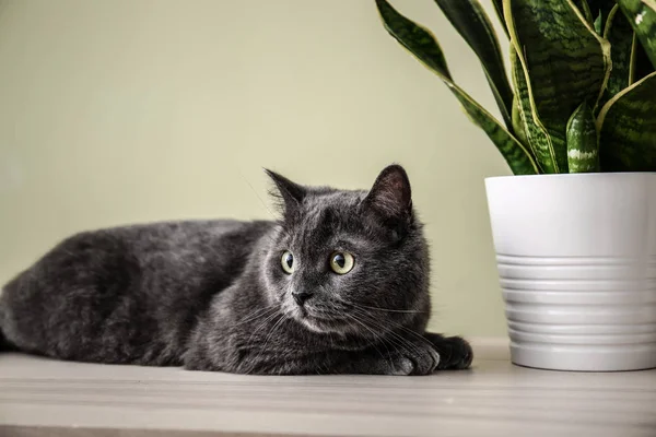 Niedliche lustige Katze mit Pflanze auf dem Tisch — Stockfoto