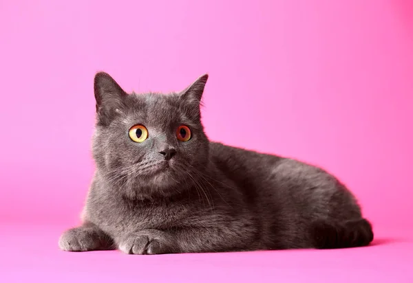 Симпатичная смешная кошка на цветном фоне — стоковое фото
