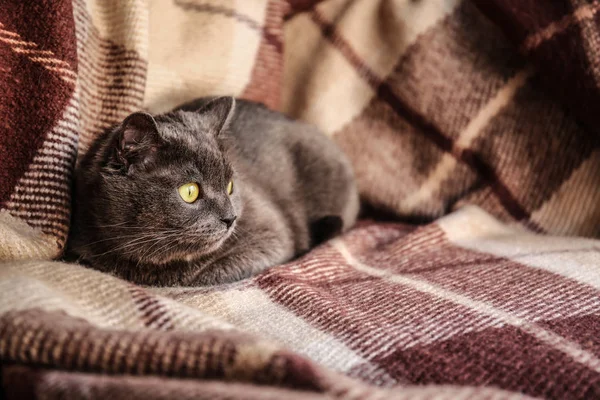 Söt rolig katt på mjuk pläd hemma — Stockfoto