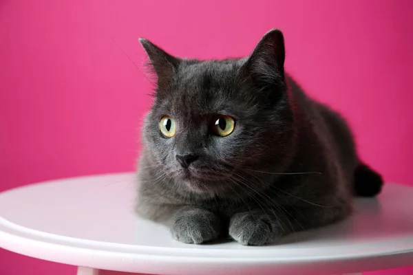 Cute funny cat on table against color background