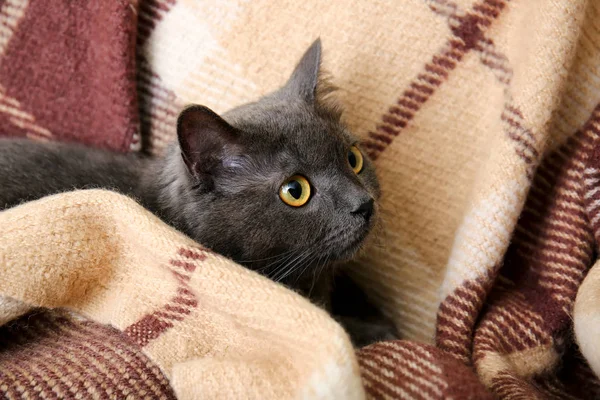 Cute funny cat with warm plaid at home — Stock Photo, Image