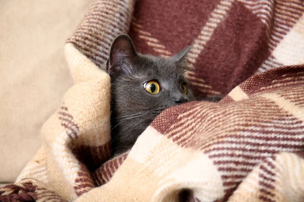 Χαριτωμένο αστείο γάτα με ζεστό καρό στον καναπέ στο σπίτι — Φωτογραφία Αρχείου