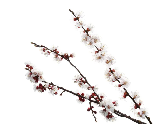 Beautiful blossoming branches on white background — Stock Photo, Image