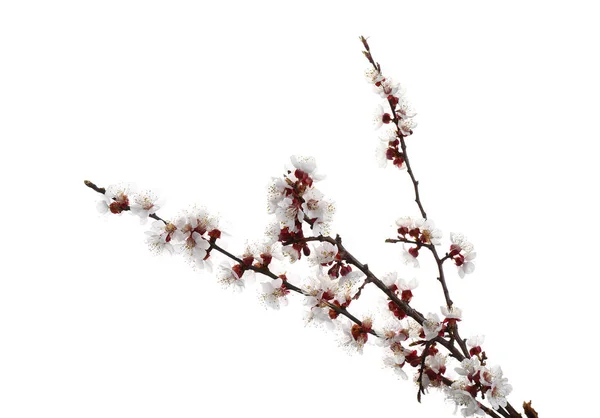 Beautiful blossoming branches on white background — Stock Photo, Image