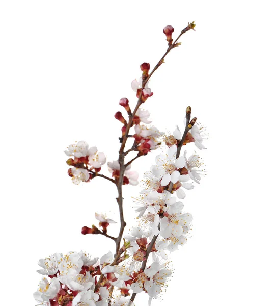 Beautiful blossoming branches on white background — Stock Photo, Image