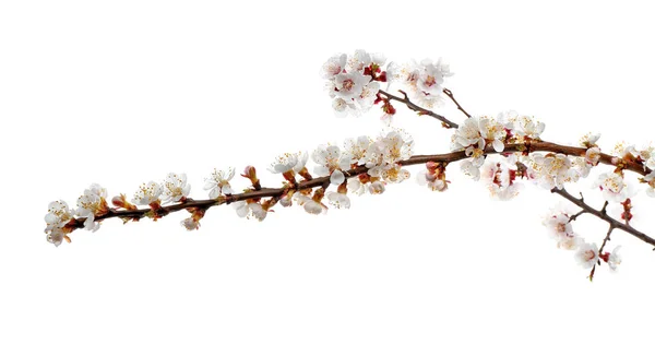 Hermosas ramas en flor sobre fondo blanco —  Fotos de Stock