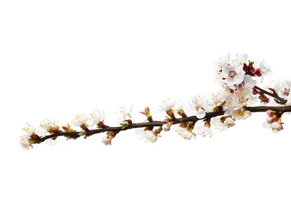 Όμορφο ανθισμένο κλαδί σε λευκό φόντο — Φωτογραφία Αρχείου