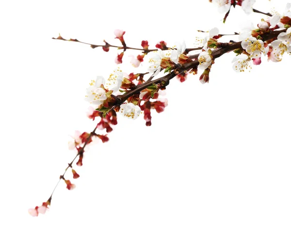 Beautiful blossoming branches on white background — Stock Photo, Image