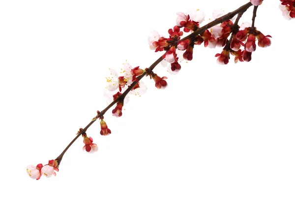 Hermosa rama en flor sobre fondo blanco —  Fotos de Stock