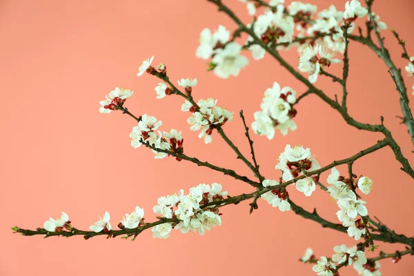 Beautiful blossoming branches on color background — Stock Photo, Image