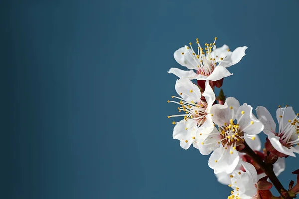 Beautiful blossoming branch on color background, closeup — Stock Photo, Image