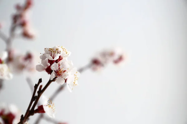 Beautiful blossoming branch on light background — Stock Photo, Image