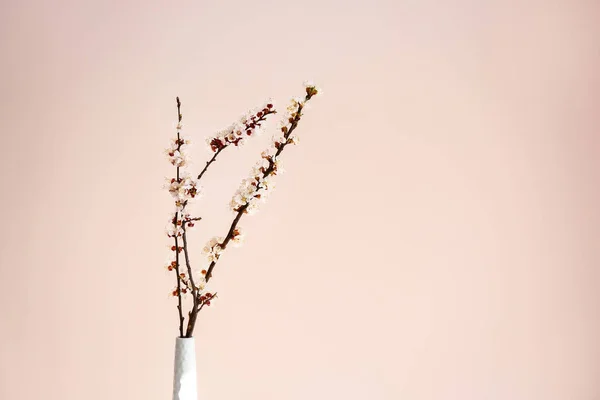 Vase with beautiful blossoming branches on light background — Stock Photo, Image