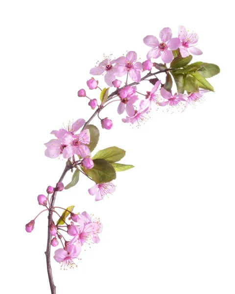 Beautiful blossoming branch on white background — Stock Photo, Image