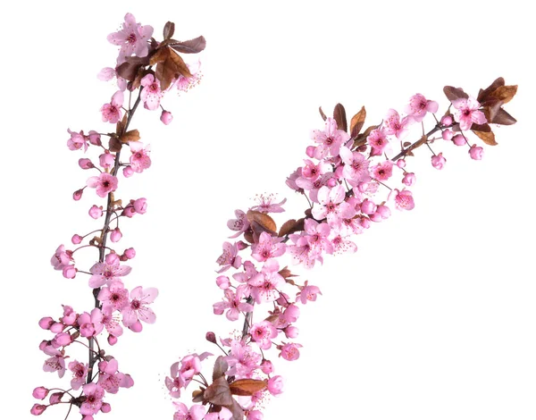 Beautiful blossoming branches on white background — Stock Photo, Image