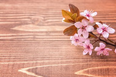 Ahşap arka plan üzerinde güzel çiçek şube