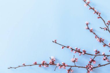 Renk arkaplanında çiçek açan güzel dallar