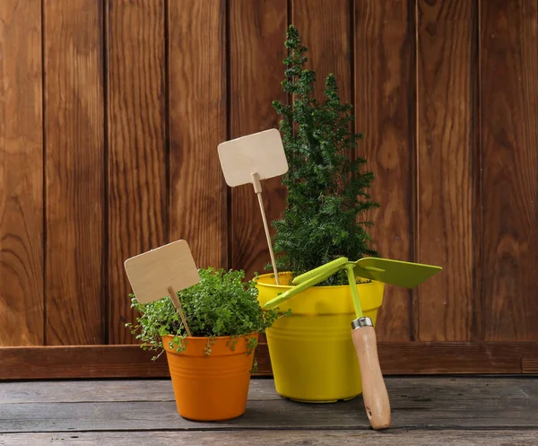 Herramienta de jardinería y plantas sobre fondo de madera — Foto de Stock