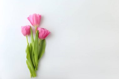 Beyaz arka planda güzel lale çiçekleri