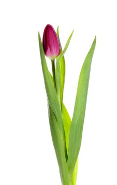 Beyaz arka planda güzel lale