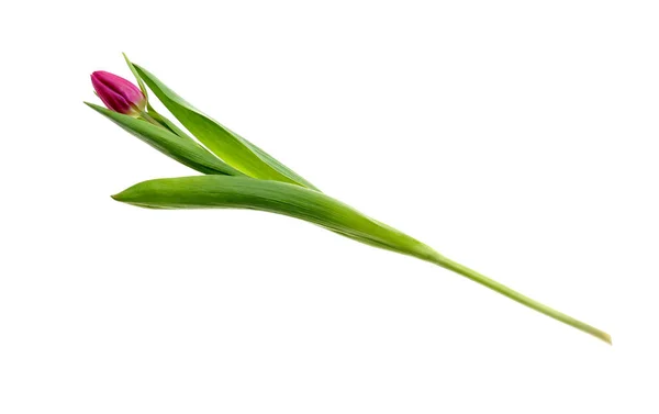 Beautiful tulip on white background — Stock Photo, Image