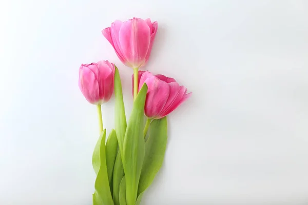 Beautiful tulip flowers on white background Stock Photo
