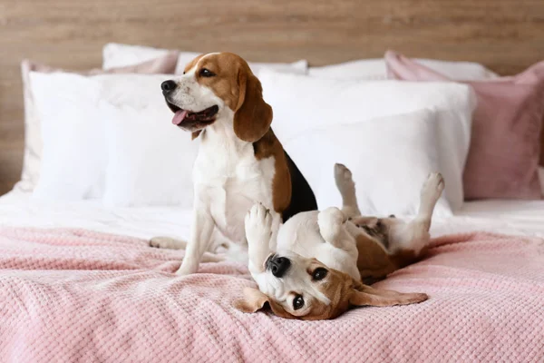 Cães bonitos na cama em casa — Fotografia de Stock