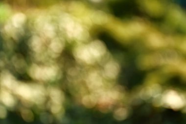 Doğal arka plan bulanık