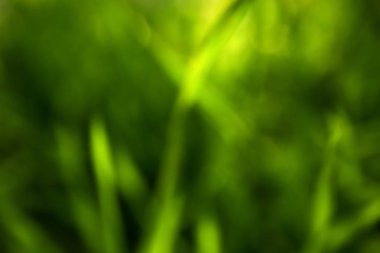 Doğal arka plan bulanık