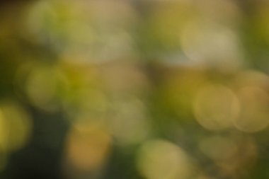 Doğal arka plan bulanık