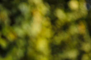 Doğal arka plan bulanık