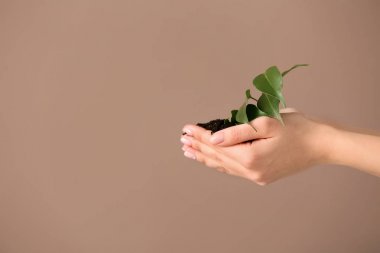 Renkli arka planda genç bitki ile Kadın eller