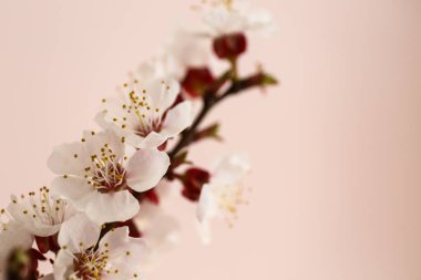 Açık arkaplanda çiçek açan güzel dallar, yakın plan