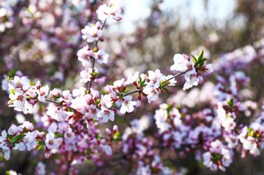 Açık havada çiçek açan güzel ağaç dalları