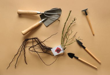 Renkli arka plan araçları ile gül fidesi