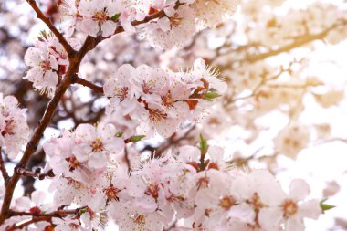 Açık havada güzel çiçek şube