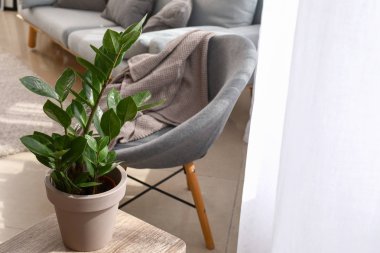 Pencerenin yanındaki masada tencerede yeşil bitki