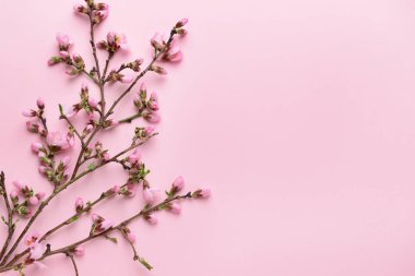 Renk arkaplanında çiçek açan güzel dallar